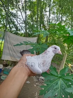 A pair of 2-month-old High Fly Giribaz pigeon babies