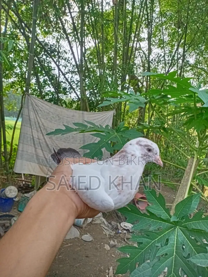 A pair of 2-month-old High Fly Giribaz pigeon babies