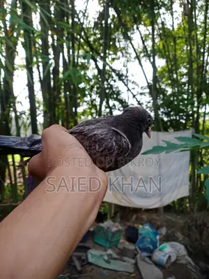 A pair of 2-month-old High Fly Giribaz pigeon babies