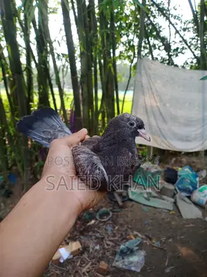 A pair of 2-month-old High Fly Giribaz pigeon babies