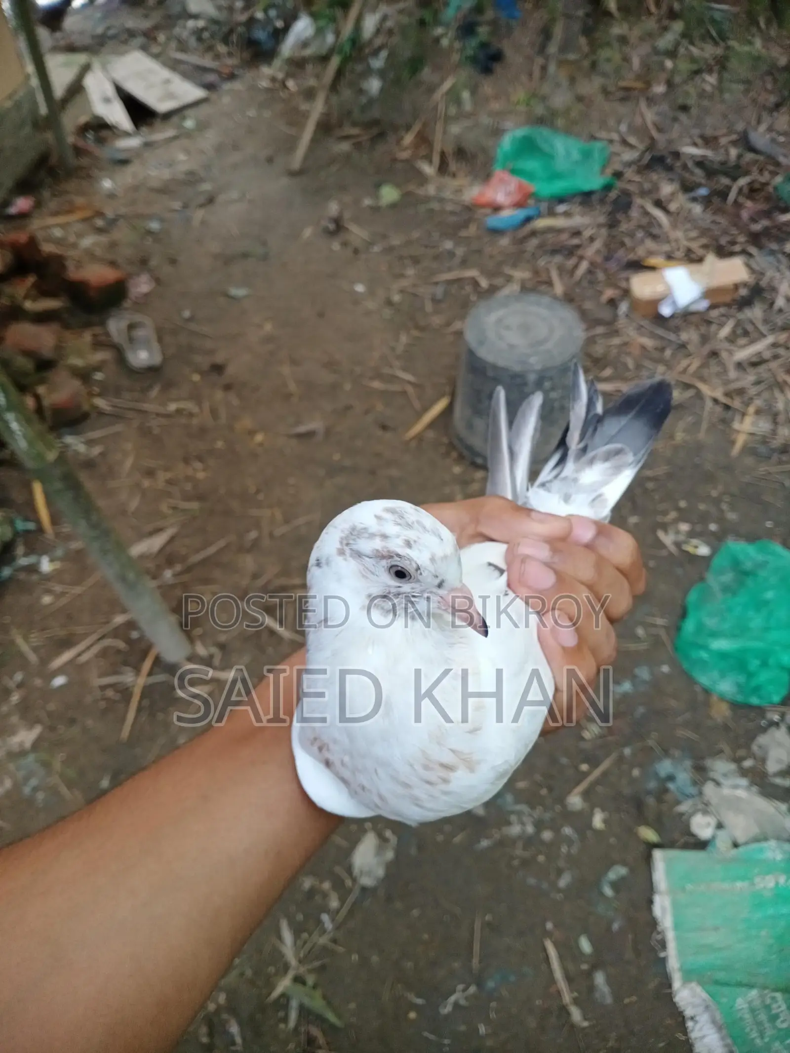 A pair of 2-month-old High Fly Giribaz pigeon babies