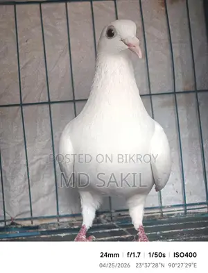 A Beauty Homa female pigeon for sale