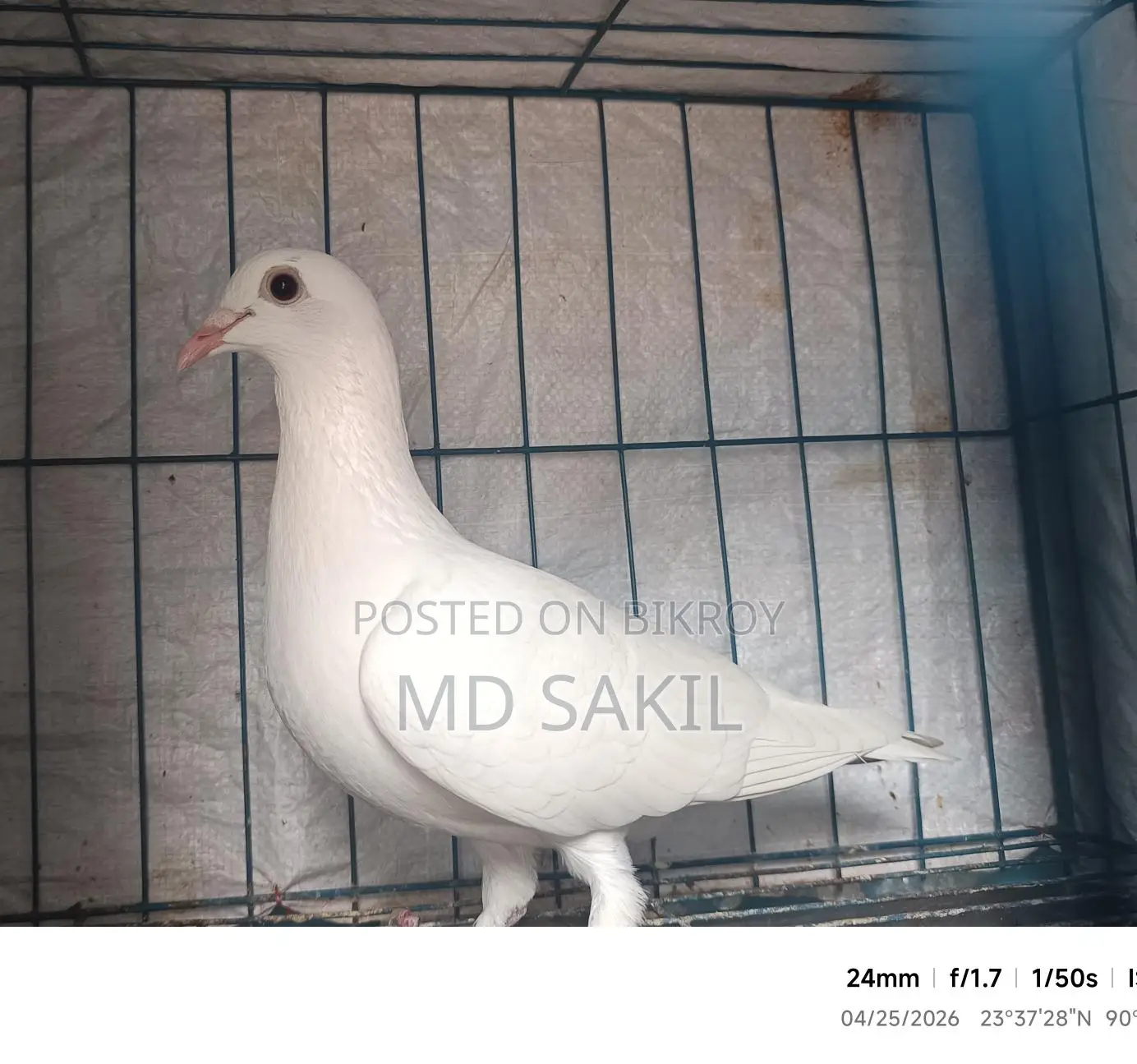 A Beauty Homa female pigeon for sale