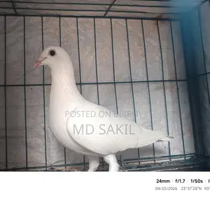 A Beauty Homa female pigeon for sale