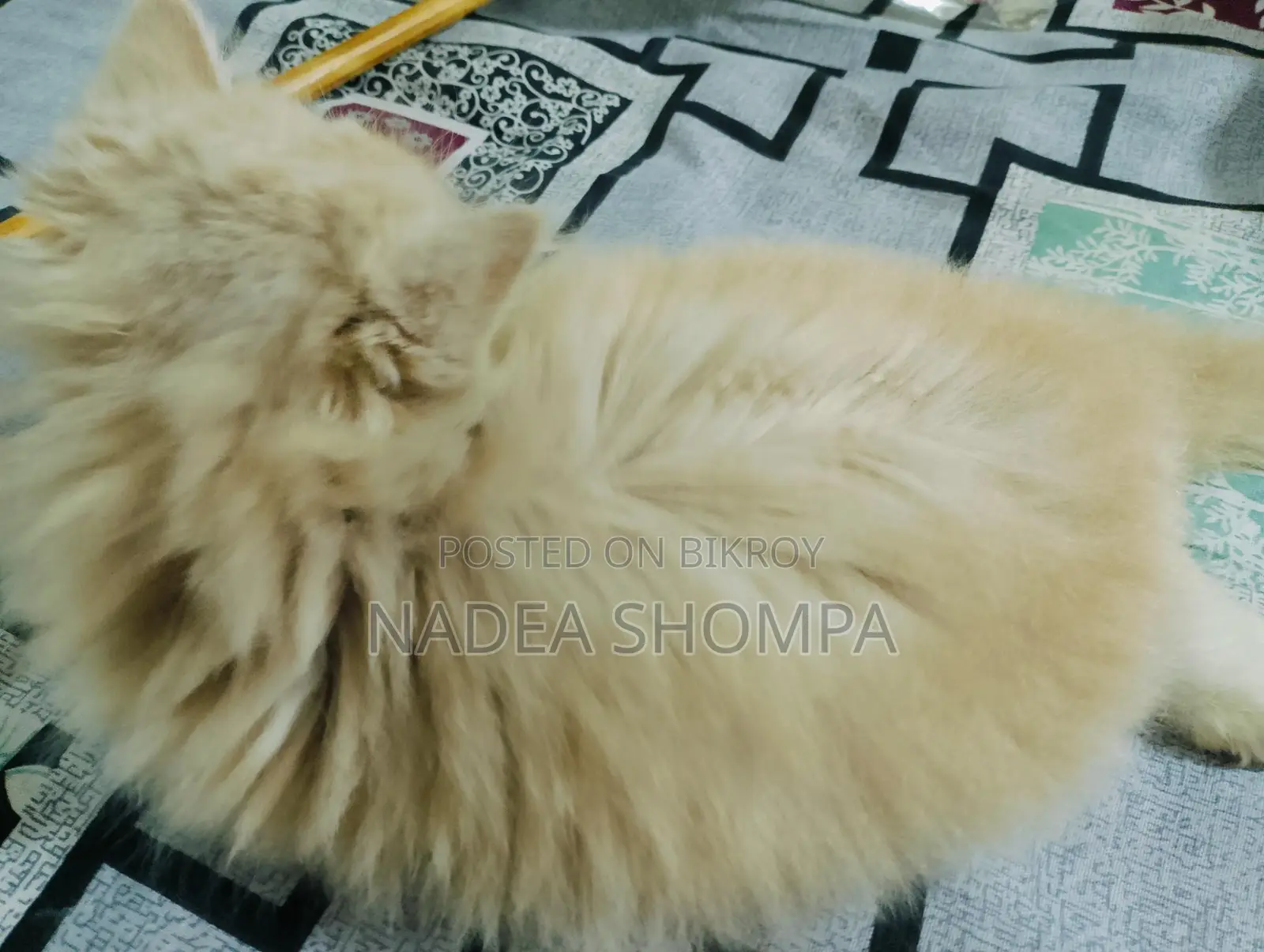 ট্রেডিশনাল পার্শিয়ান ত্রিপল কোড মেয়ে বিড়াল