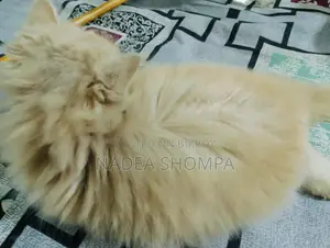 Traditional Persian Triple Coat Female Cat