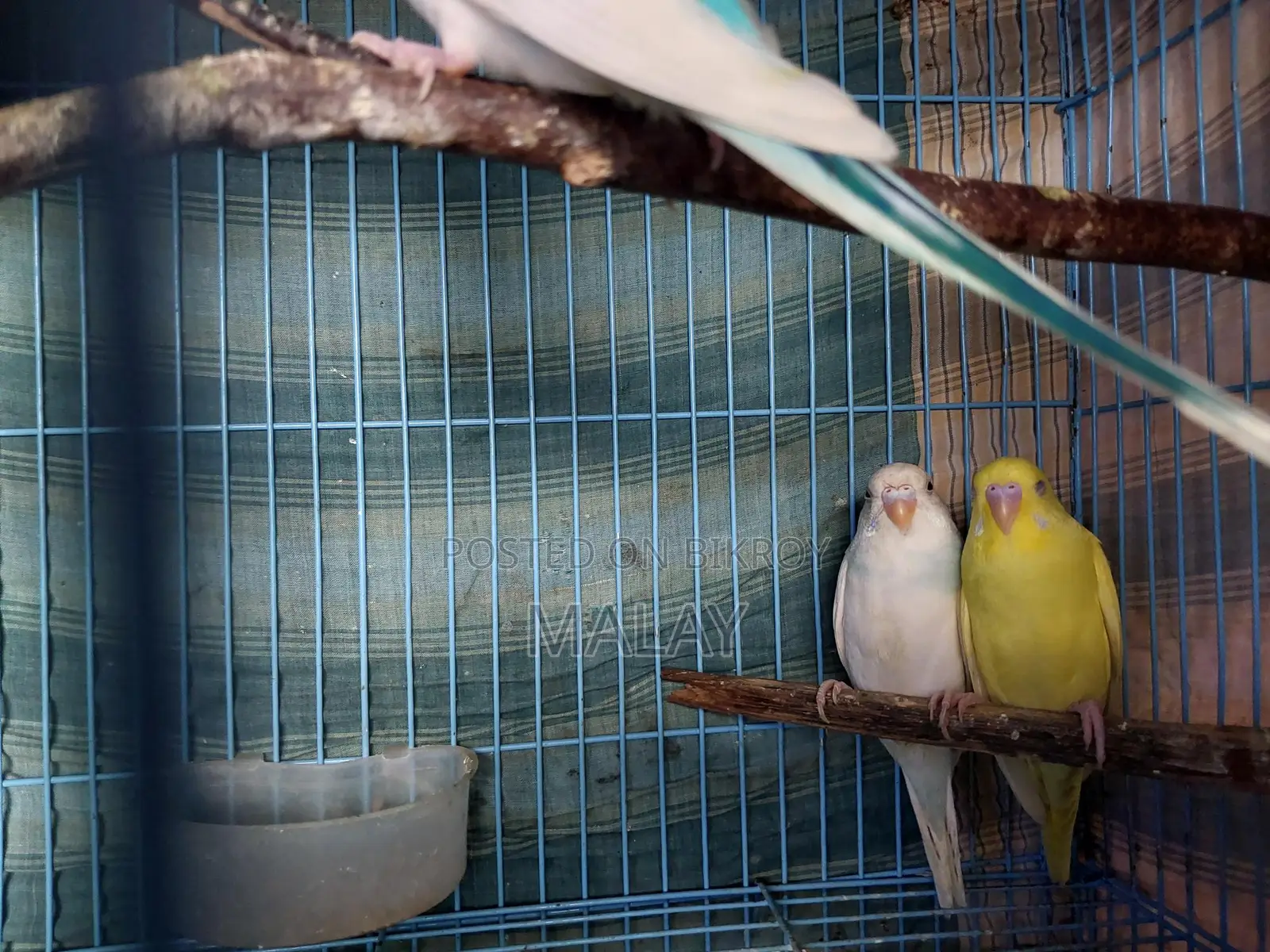 Budgerigar Exchange