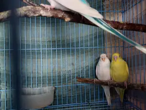 Budgerigar Exchange