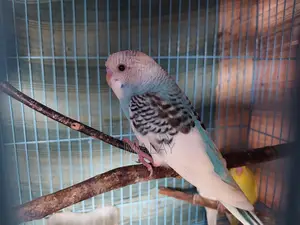 Budgerigar Exchange