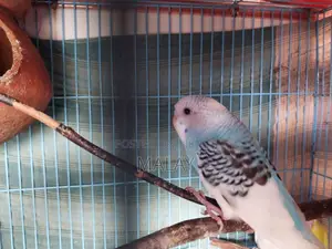 Budgerigar Exchange
