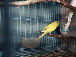 Budgerigar Exchange