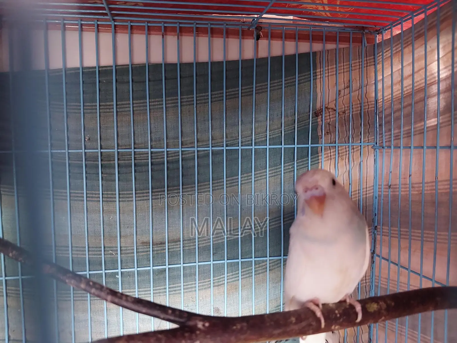 Budgerigar Exchange