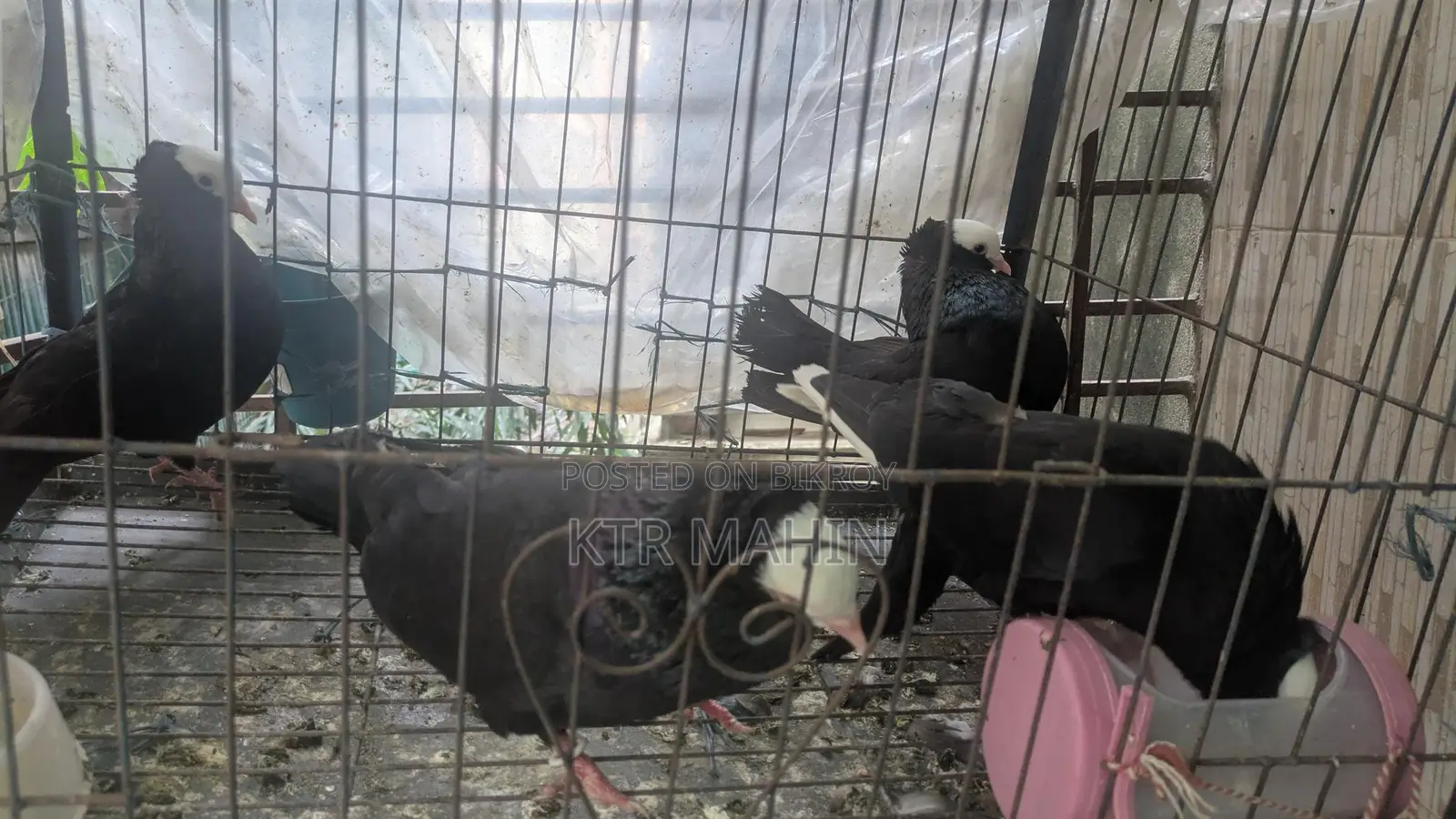 Pigeons for Sale