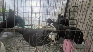 Pigeons for Sale