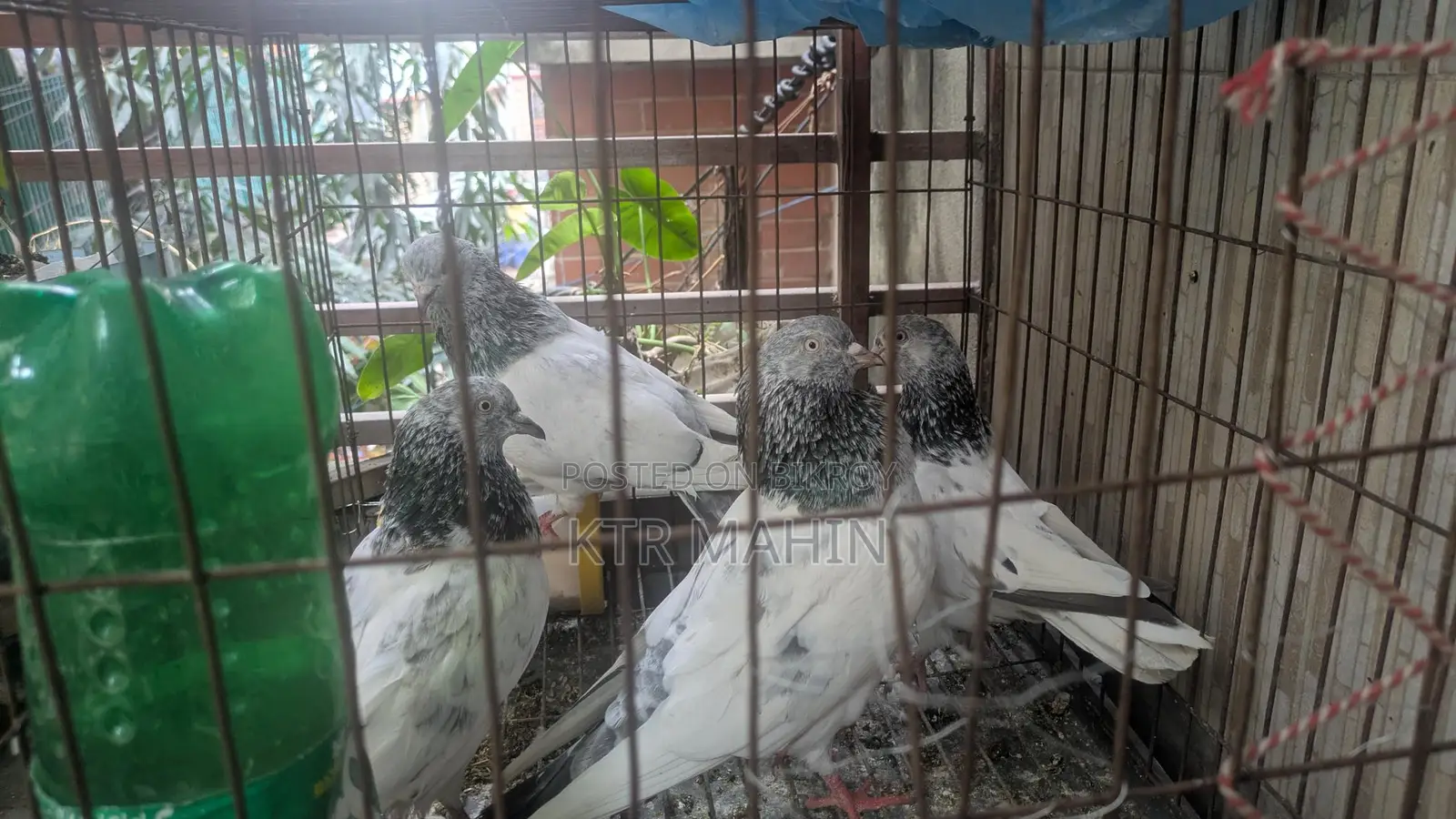 Pigeons for Sale