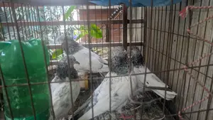 Pigeons for Sale
