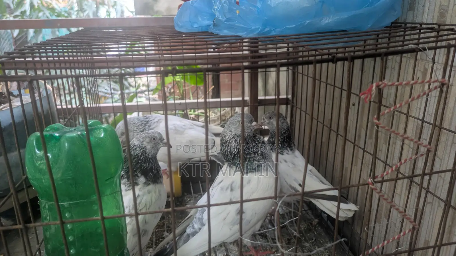 Pigeons for Sale