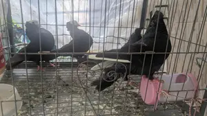 Pigeons for Sale