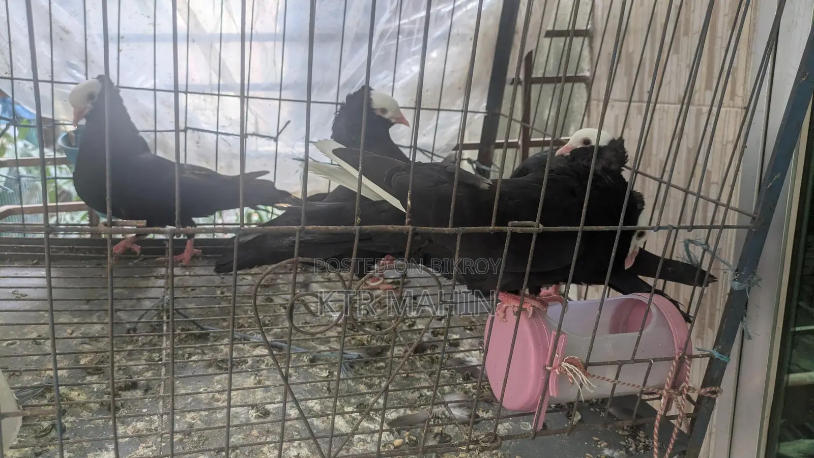 Pigeons for Sale