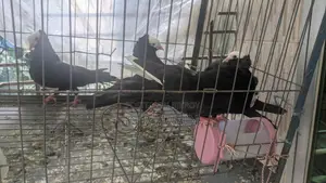 Pigeons for Sale