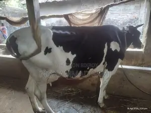 একটি আকর্ষণীয় গরু