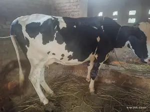 একটি আকর্ষণীয় গরু