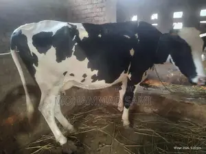 একটি আকর্ষণীয় গরু
