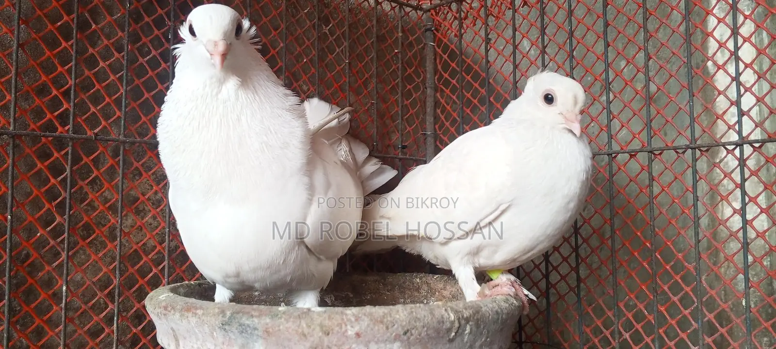 Chuithal Kagji Pigeon