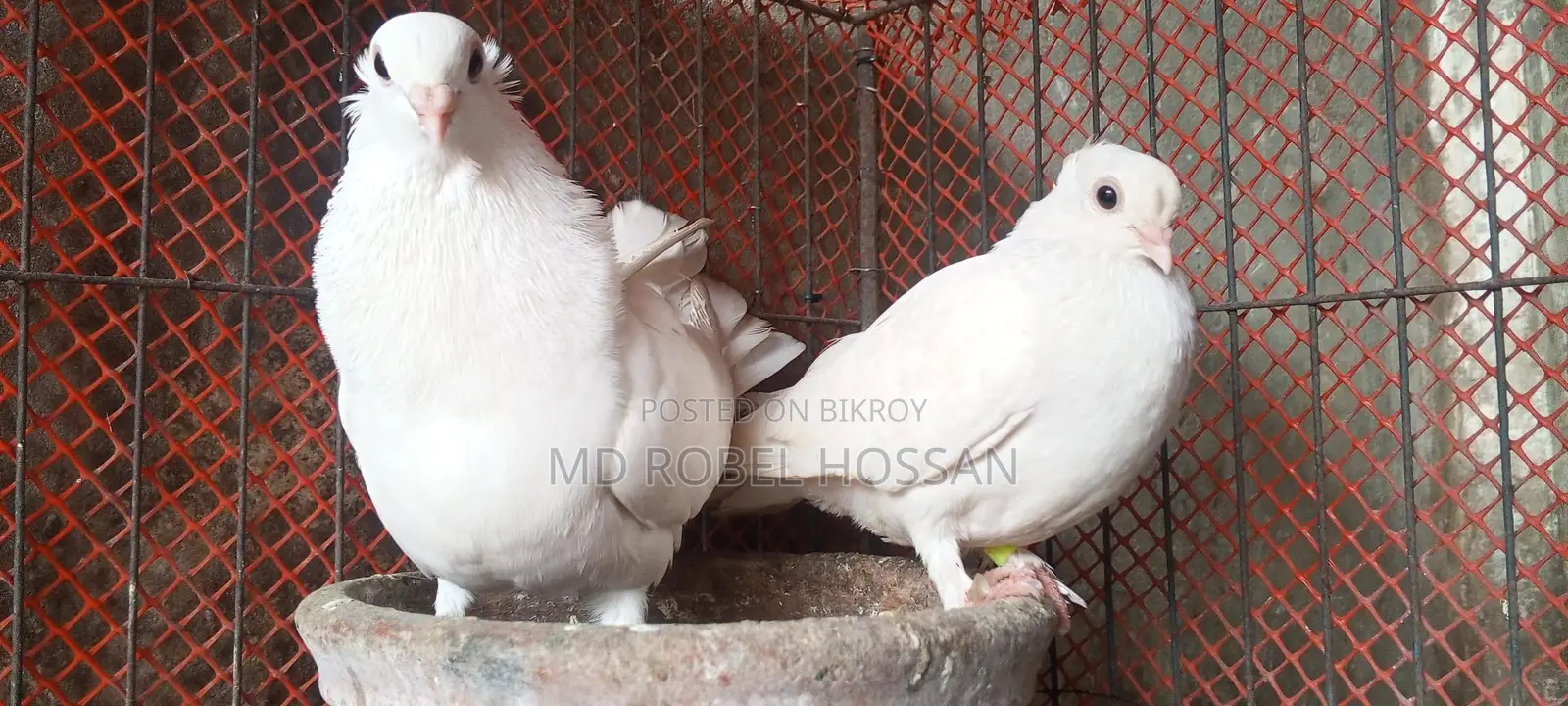 Chuithal Kagji Pigeon