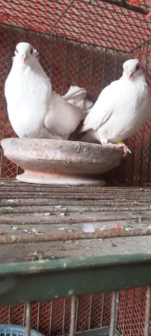 Chuithal Kagji Pigeon