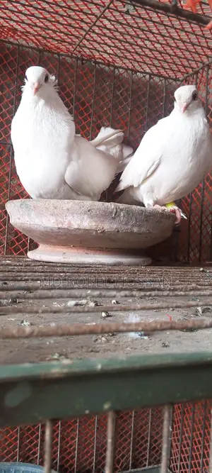Chuithal Kagji Pigeon