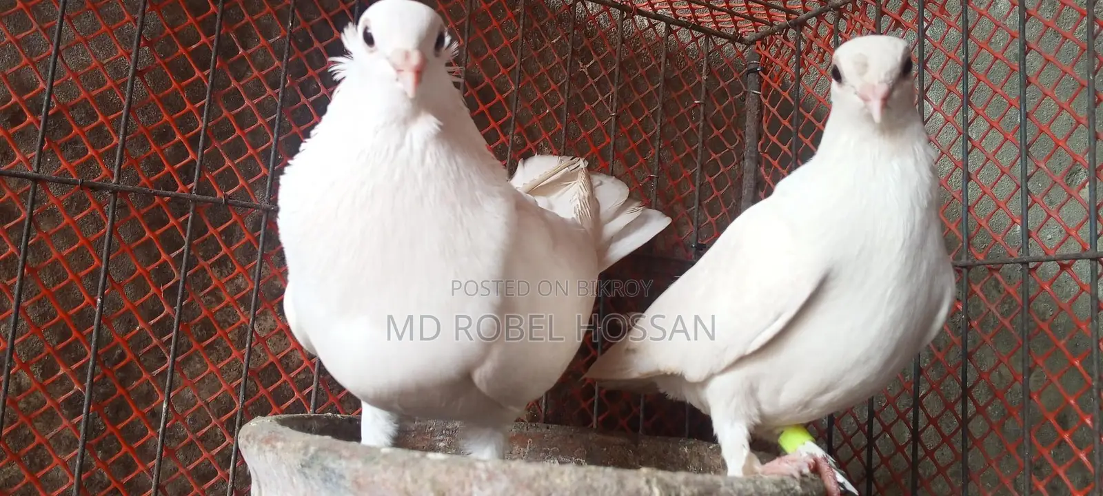 Chuithal Kagji Pigeon