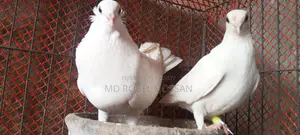 Chuithal Kagji Pigeon