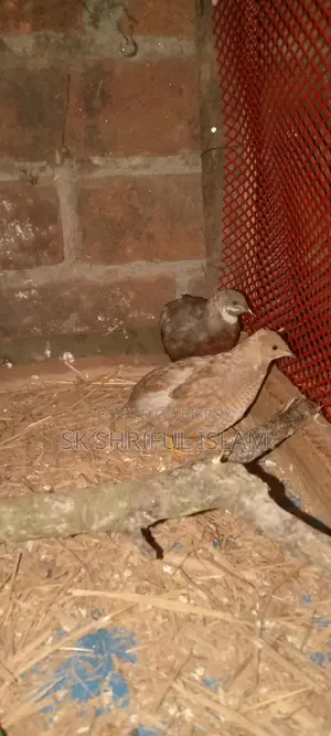 King Quail
