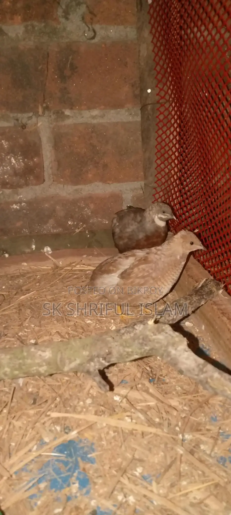 King Quail