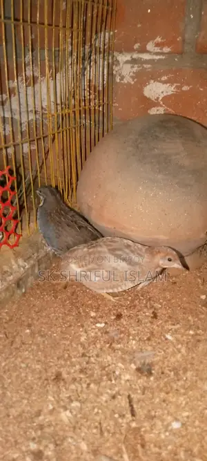 King Quail
