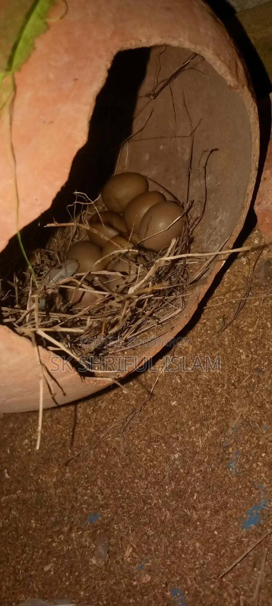 King Quail