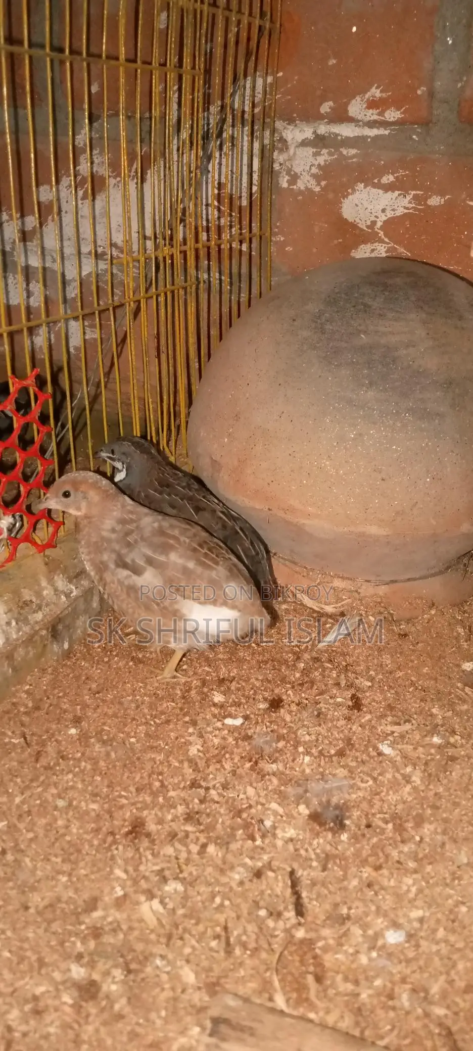 King Quail