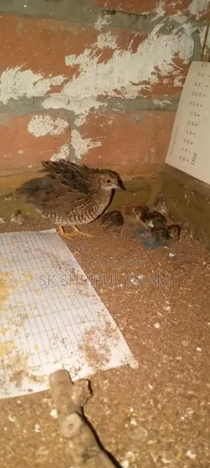 King Quail