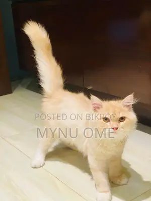 Persian Baby