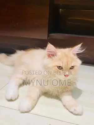 Persian Baby