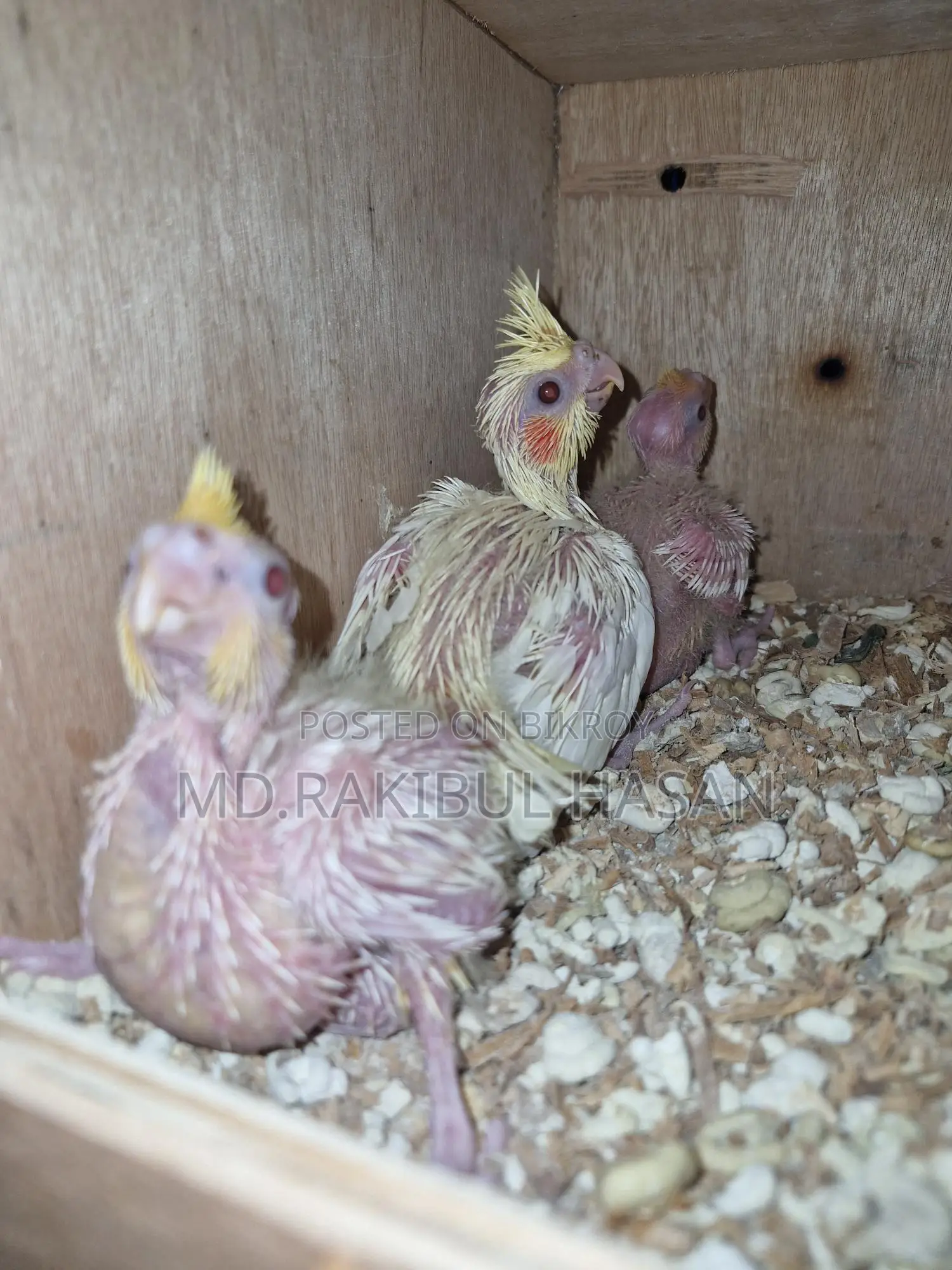 8 pieces of tame size Cockatiel Lutino babies for sale