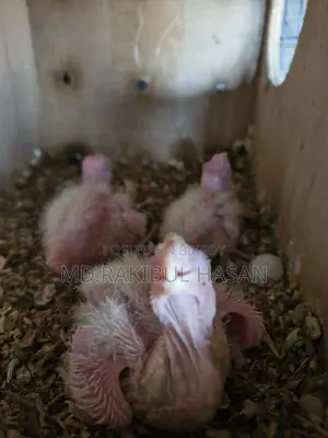 8 pieces of tame size Cockatiel Lutino babies for sale