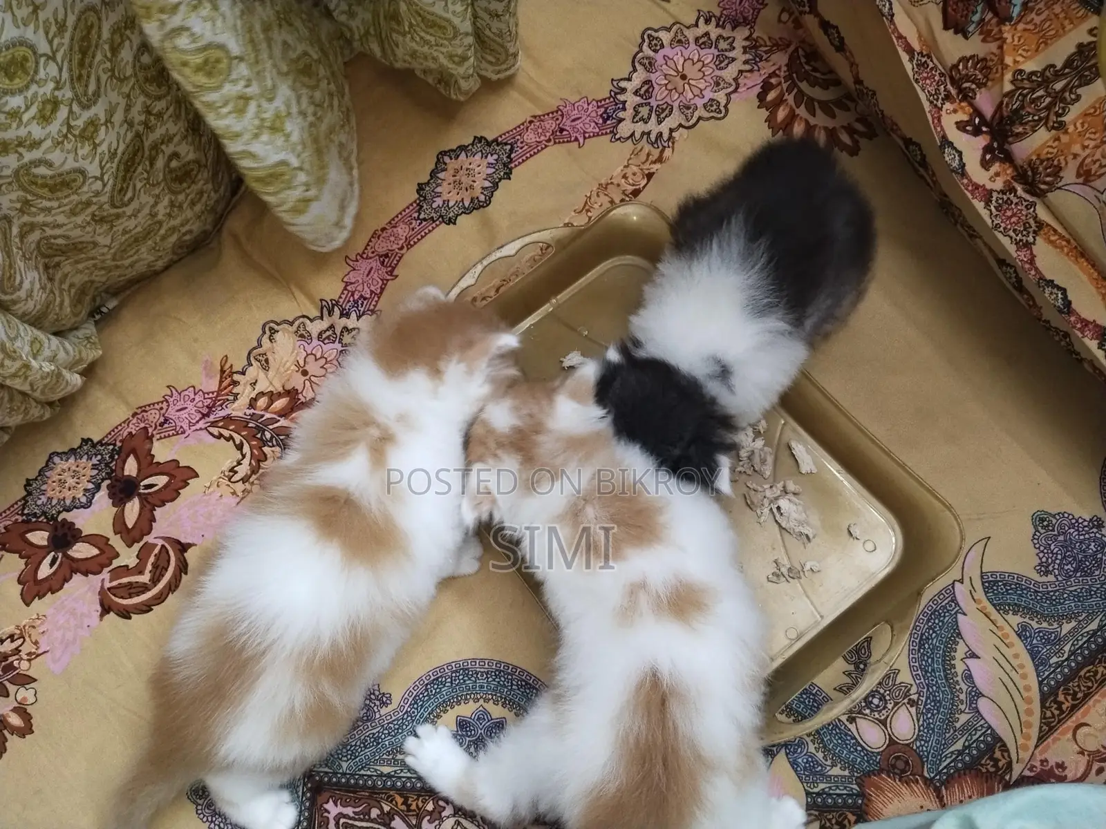 Persian Kittens