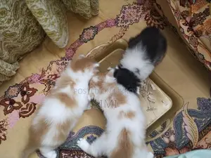 Persian Kittens