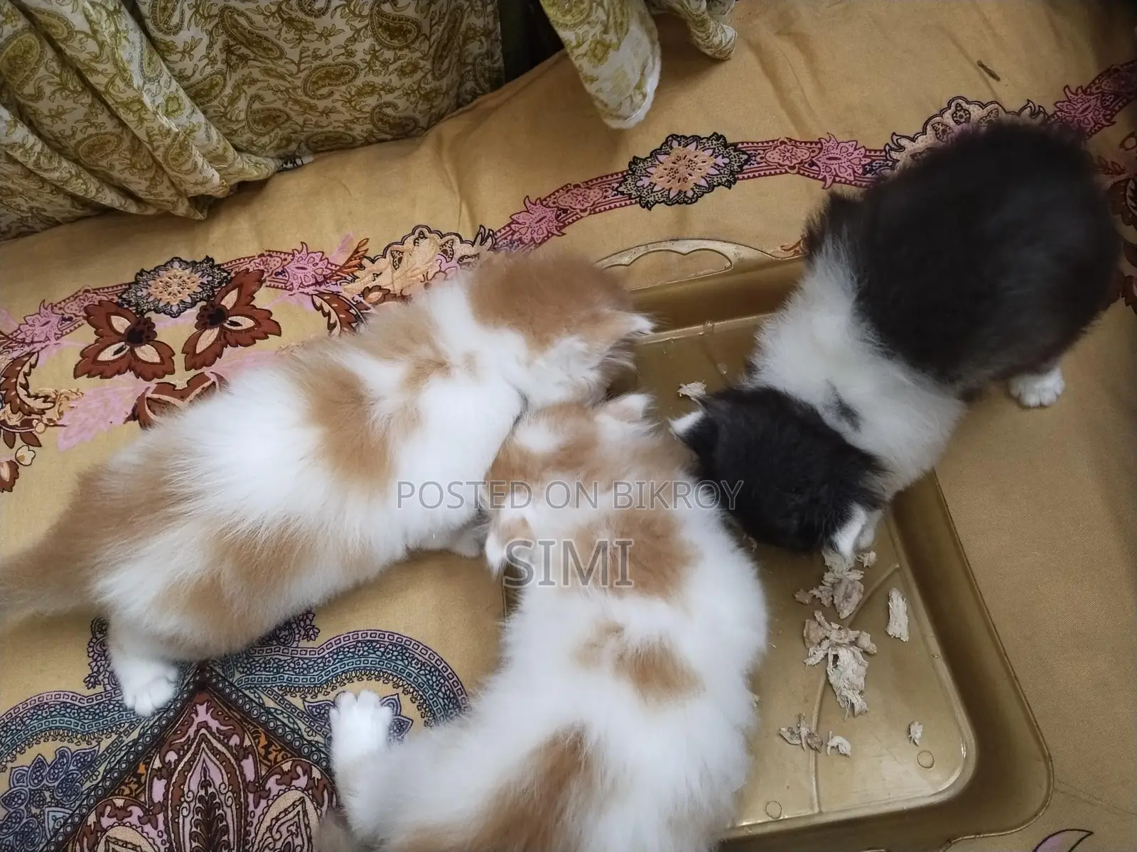 Persian Kittens