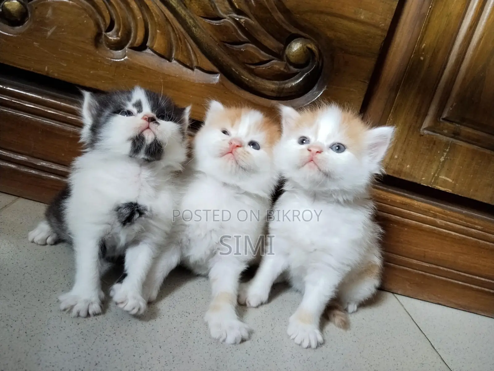 Persian Kittens