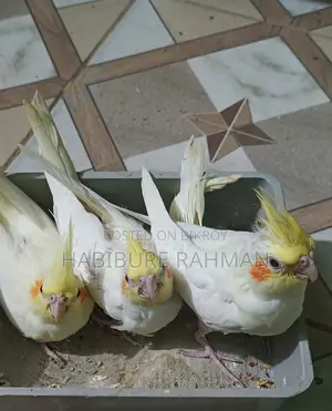 Cockatiel