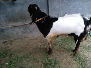 Assalamu Alaikum, High-Quality Haryana Cross Goat for Sale