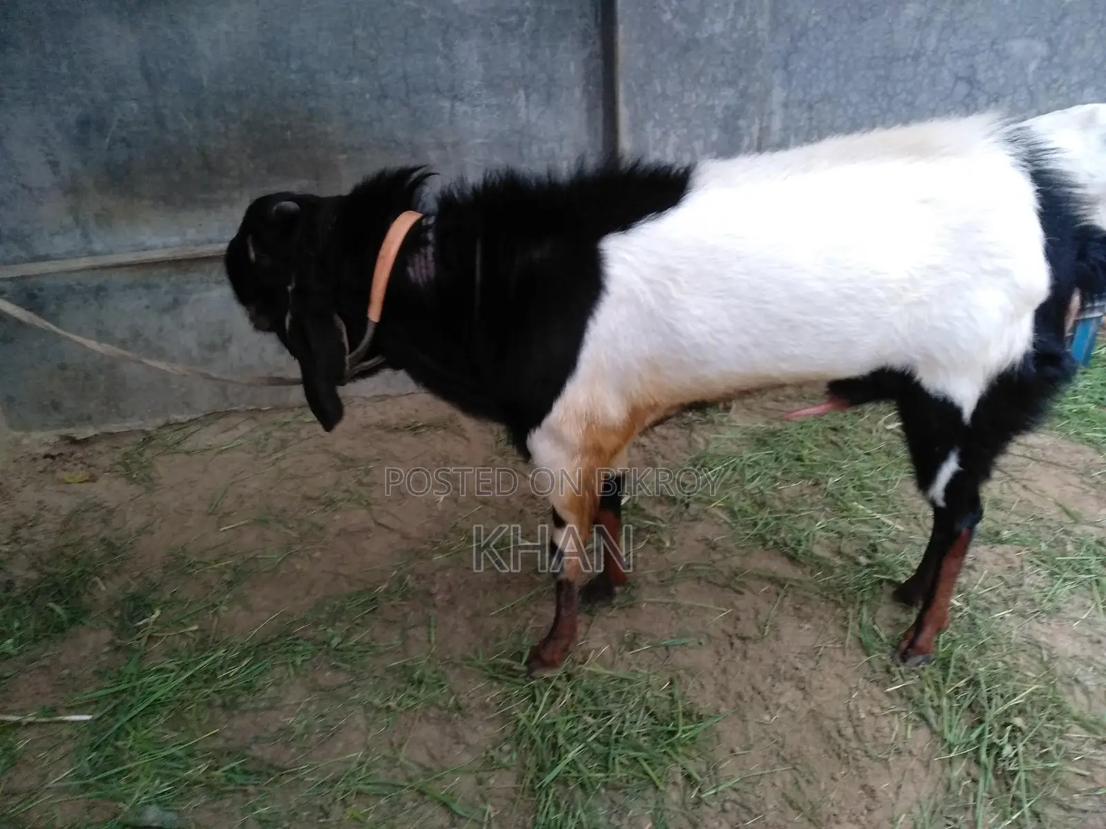Assalamu Alaikum, High-Quality Haryana Cross Goat for Sale